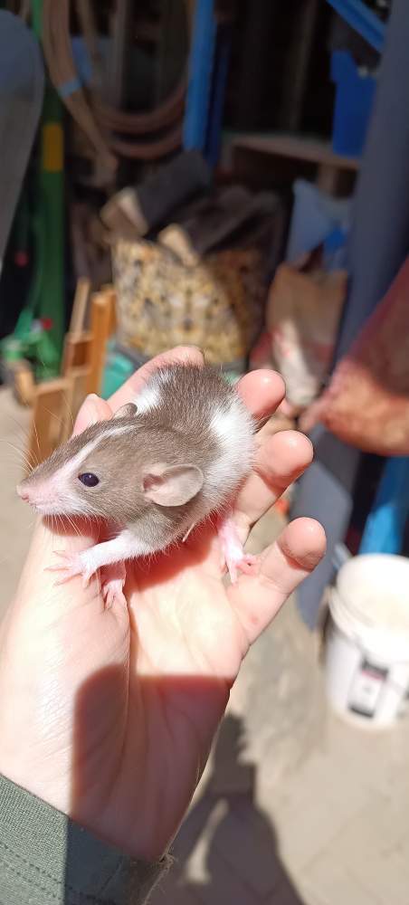 Fancy rat Available for rehoming Rattus norvegicus 