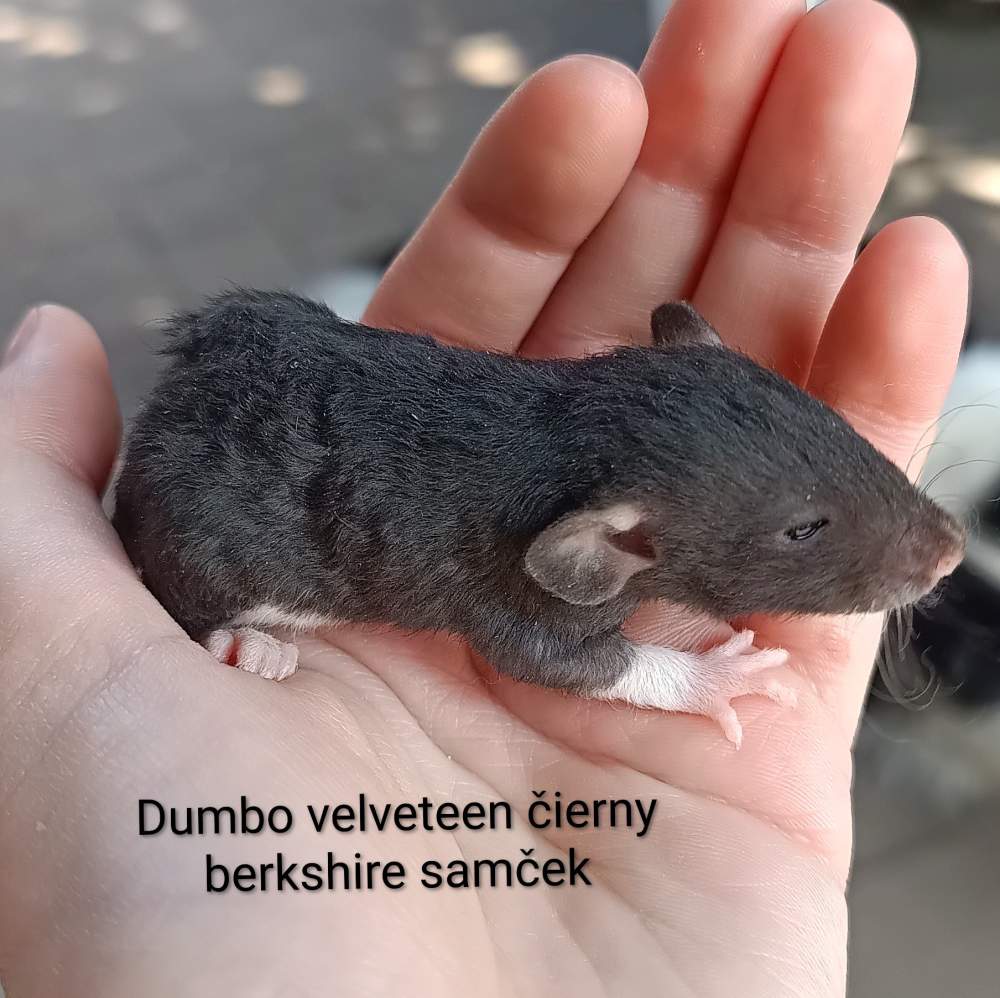 Fancy rat Available for rehoming Rattus norvegicus 