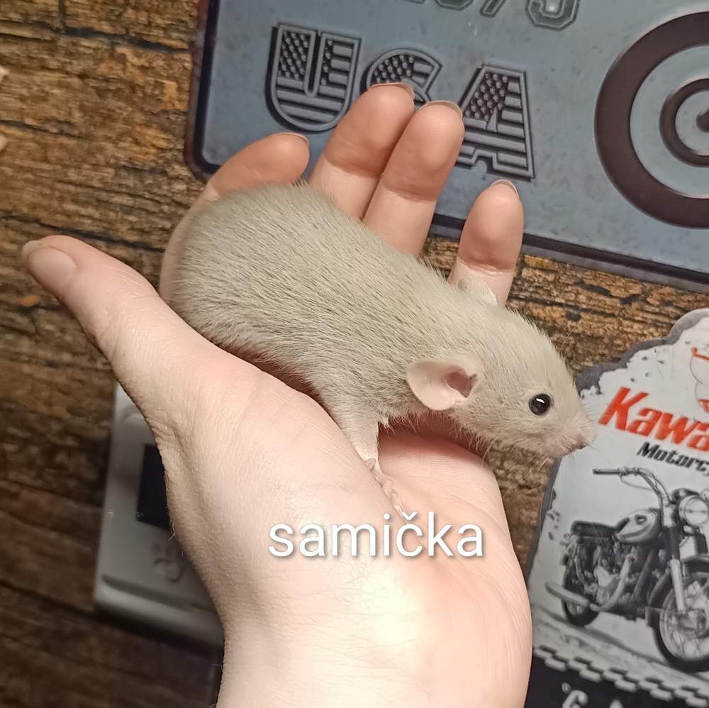 Fancy rat Available for rehoming Rattus norvegicus 