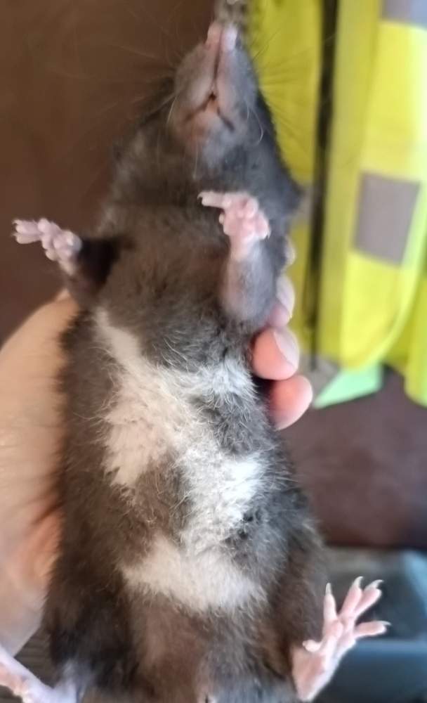 Fancy rat Available for rehoming Rattus norvegicus 