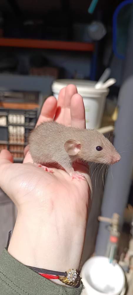 Fancy rat Available for rehoming Rattus norvegicus 