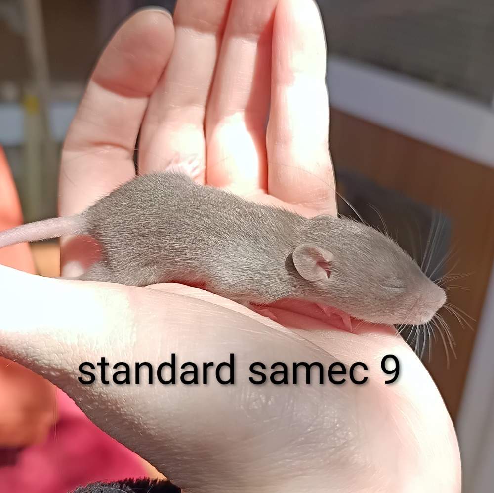 Fancy rat Available for rehoming Rattus norvegicus 