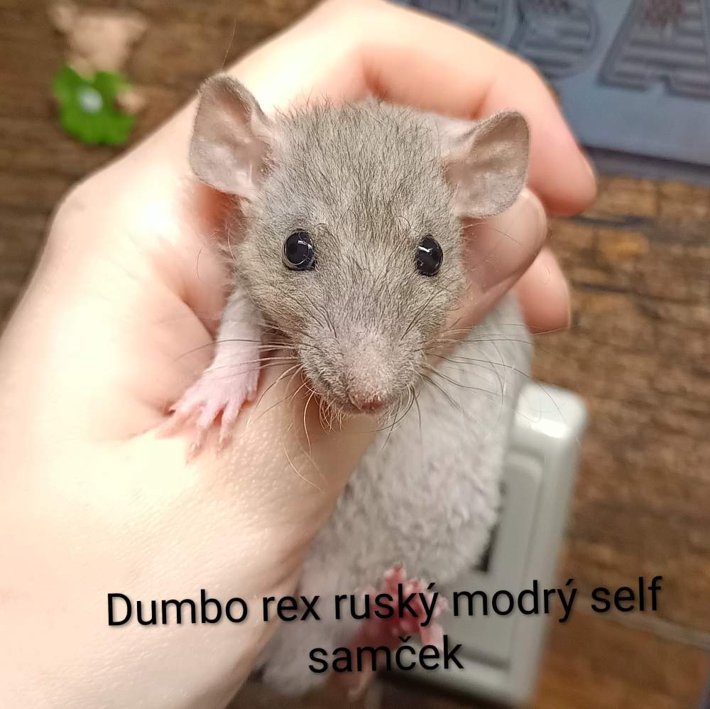 Fancy rat Available for rehoming Rattus norvegicus 