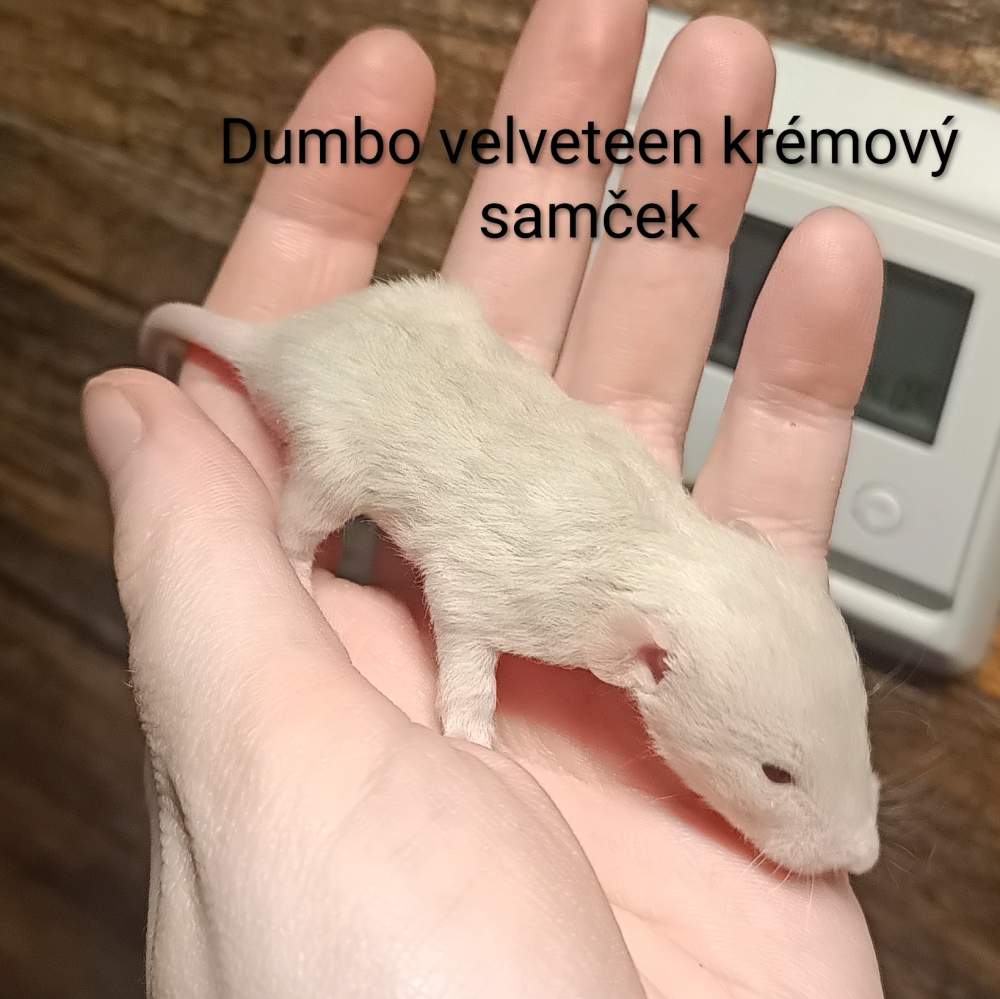 Fancy rat Available for rehoming Rattus norvegicus 