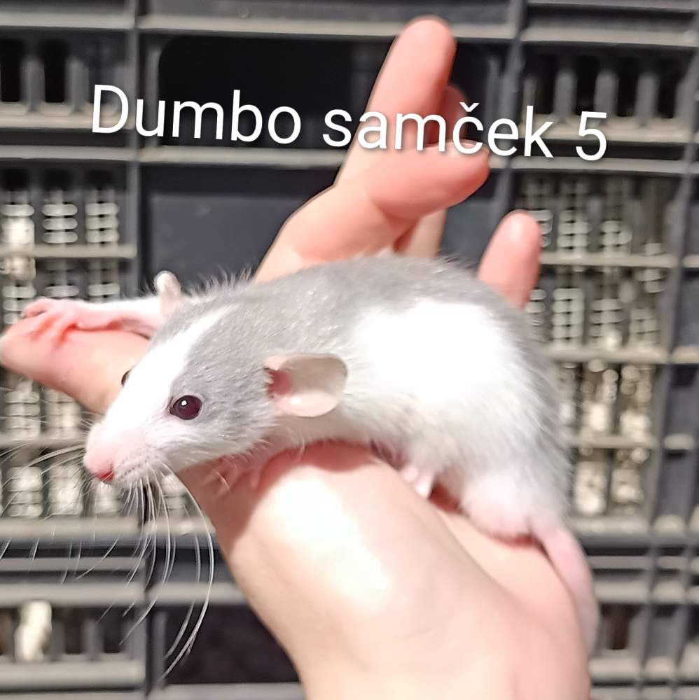 Fancy rat Breeder Rattus norvegicus 