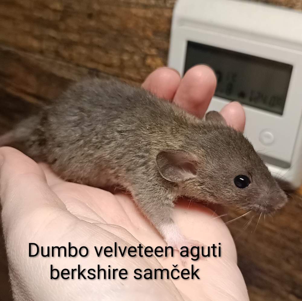 Fancy rat Available for rehoming Rattus norvegicus 