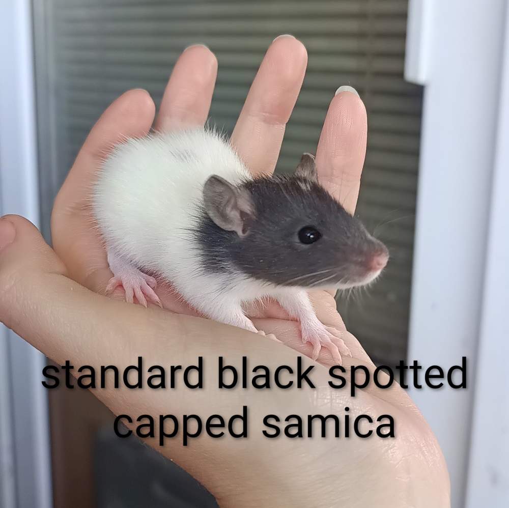 Fancy rat Available for rehoming Rattus norvegicus 