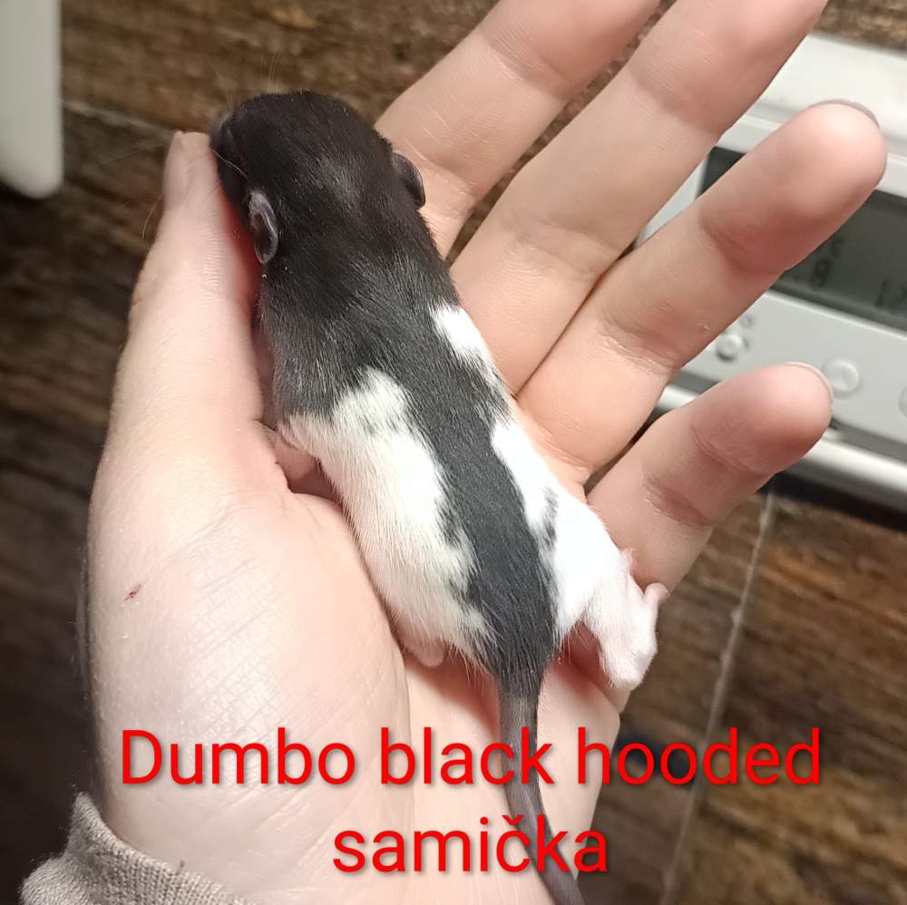 Fancy rat Available for rehoming Rattus norvegicus 