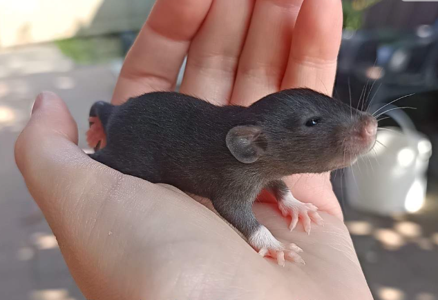 Fancy rat Available for rehoming Rattus norvegicus 