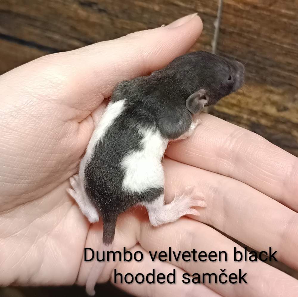 Fancy rat Available for rehoming Rattus norvegicus 