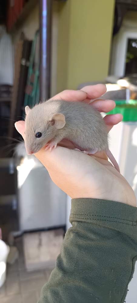 Fancy rat Available for rehoming Rattus norvegicus 