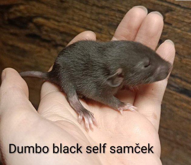 Fancy rat Available for rehoming Rattus norvegicus 