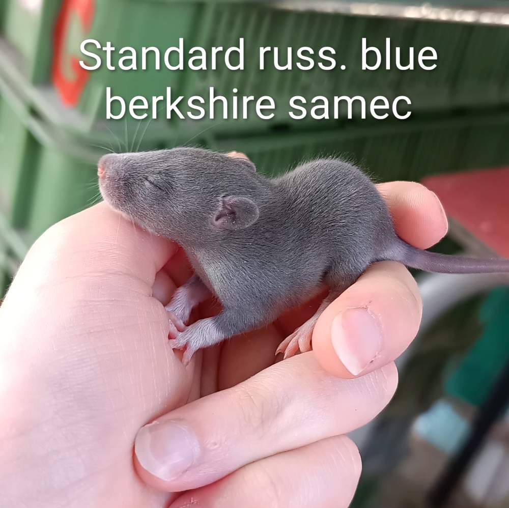 Fancy rat Available for rehoming Rattus norvegicus 