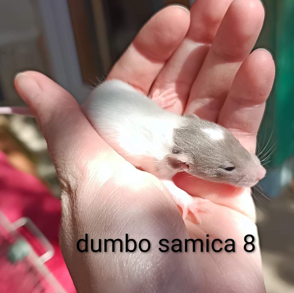Fancy rat Available for rehoming Rattus norvegicus 