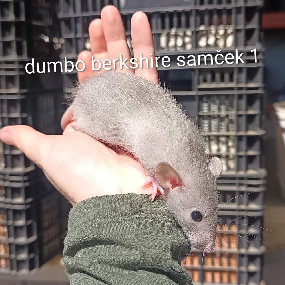 Fancy rat Available for rehoming Rattus norvegicus 