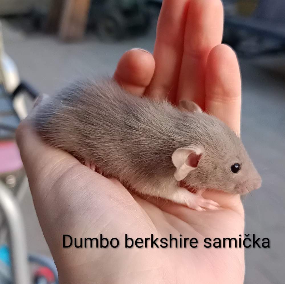 Fancy rat Available for rehoming Rattus norvegicus 