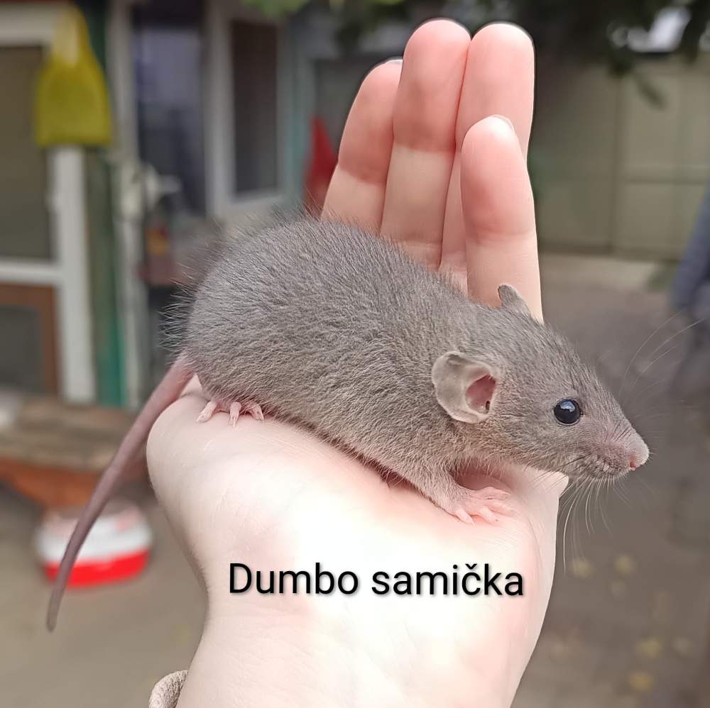 Fancy rat Available for rehoming Rattus norvegicus 