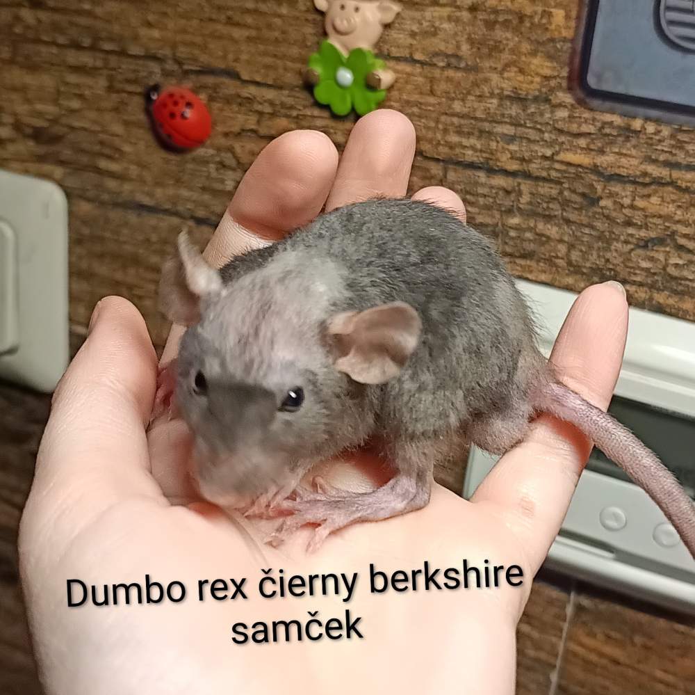 Fancy rat Available for rehoming Rattus norvegicus 