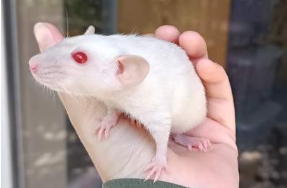 Fancy rat Available for rehoming Rattus norvegicus 