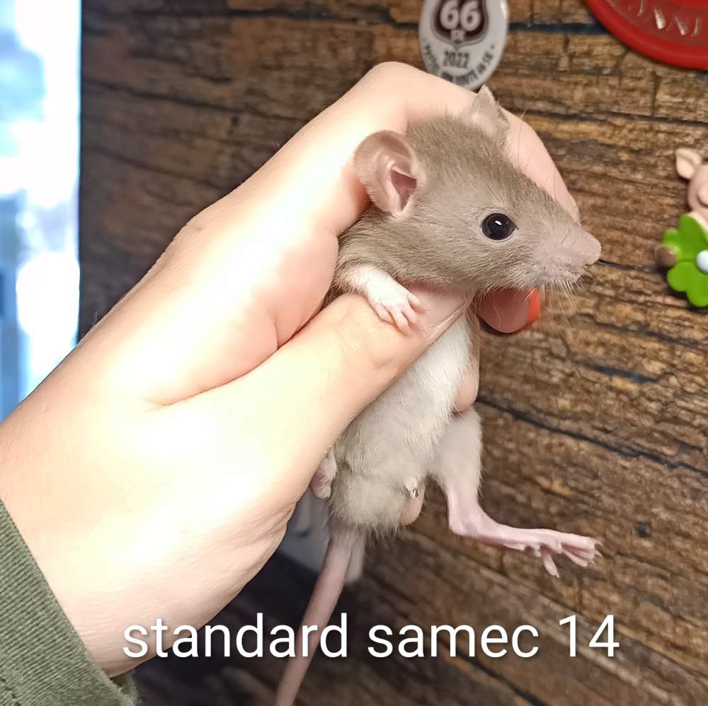 Fancy rat Available for rehoming Rattus norvegicus 