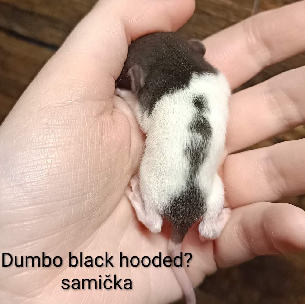 Fancy rat Available for rehoming Rattus norvegicus 