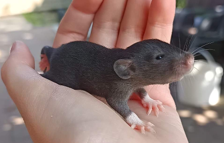 Fancy rat Available for rehoming Rattus norvegicus 