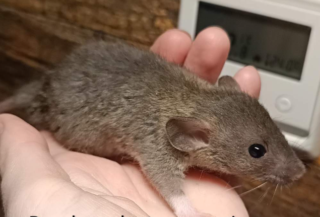 Fancy rat Available for rehoming Rattus norvegicus 