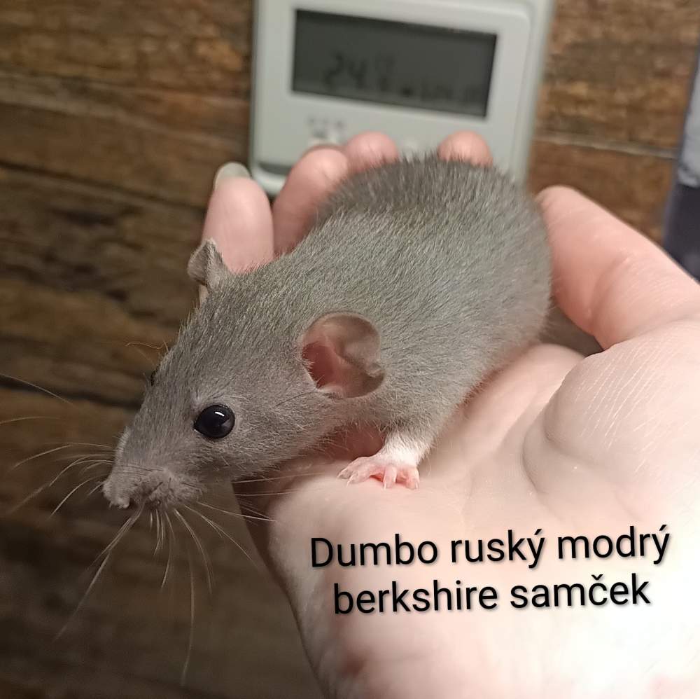 Fancy rat Available for rehoming Rattus norvegicus 