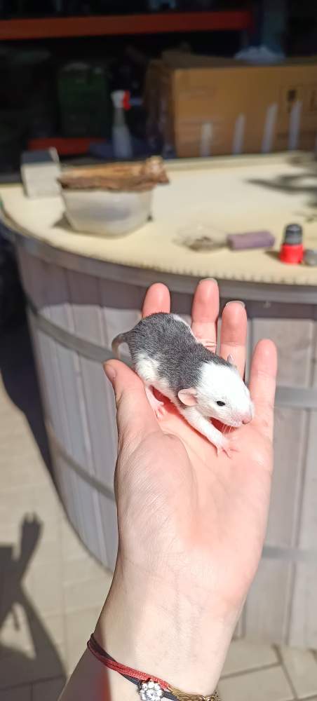 Fancy rat Available for rehoming Rattus norvegicus 
