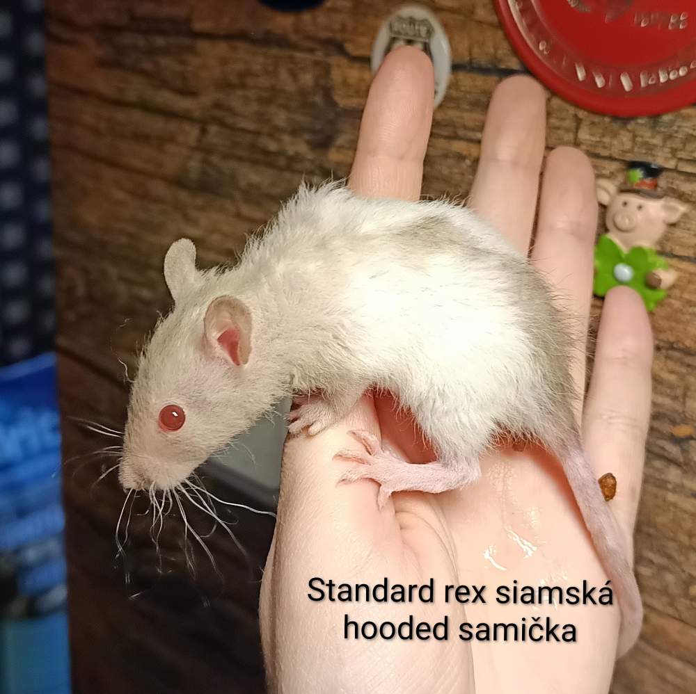 Fancy rat Available for rehoming Rattus norvegicus 