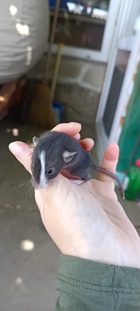 Fancy rat Available for rehoming Rattus norvegicus 