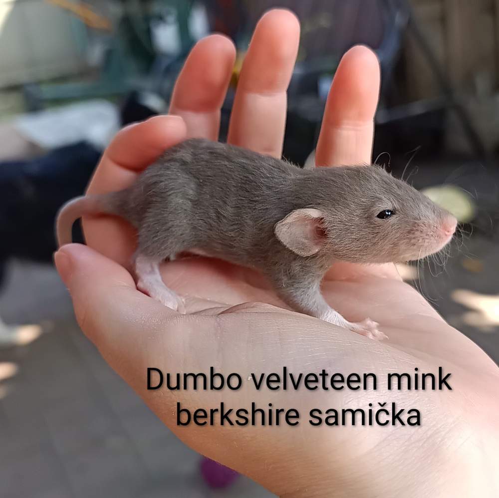 Fancy rat Available for rehoming Rattus norvegicus 