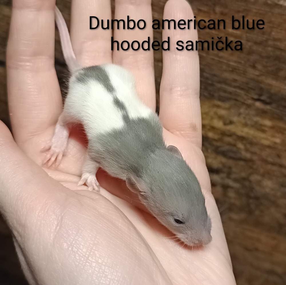 Fancy rat Available for rehoming Rattus norvegicus 