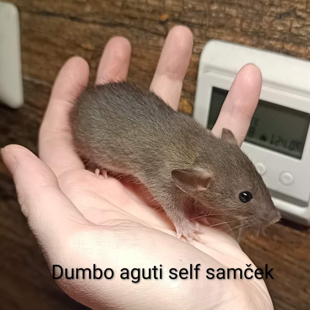 Fancy rat Available for rehoming Rattus norvegicus 