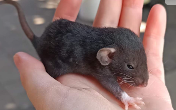 Fancy rat Available for rehoming Rattus norvegicus 