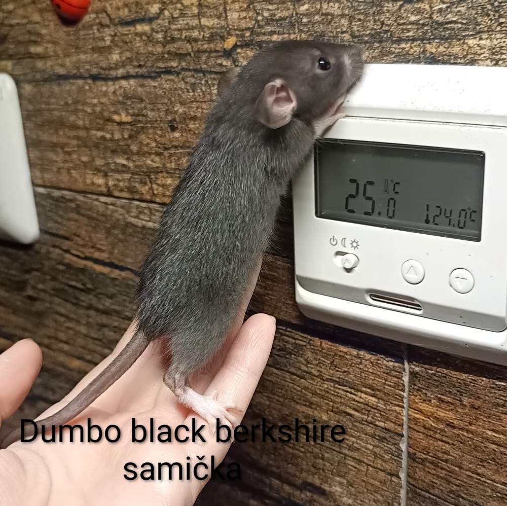 Fancy rat Available for rehoming Rattus norvegicus 