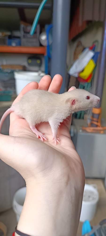 Fancy rat Available for rehoming Rattus norvegicus 