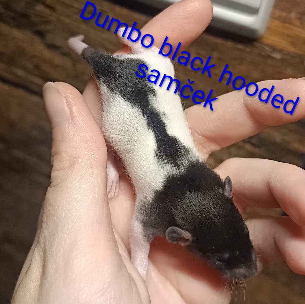 Fancy rat Available for rehoming Rattus norvegicus 
