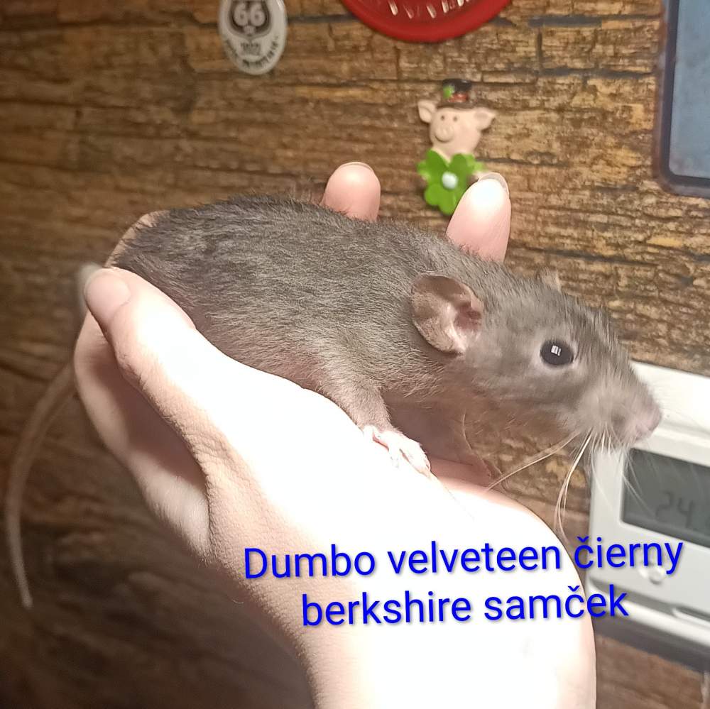 Fancy rat Available for rehoming Rattus norvegicus 