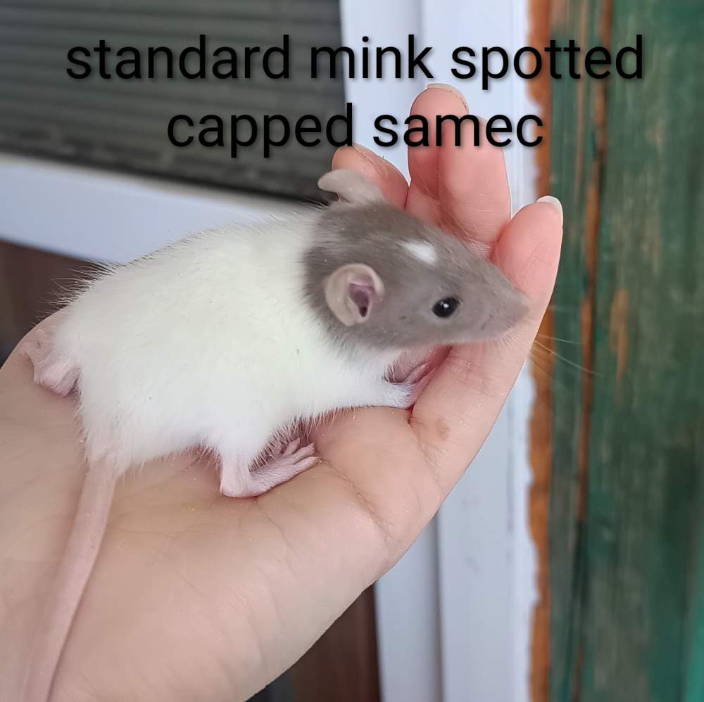 Fancy rat Available for rehoming Rattus norvegicus 