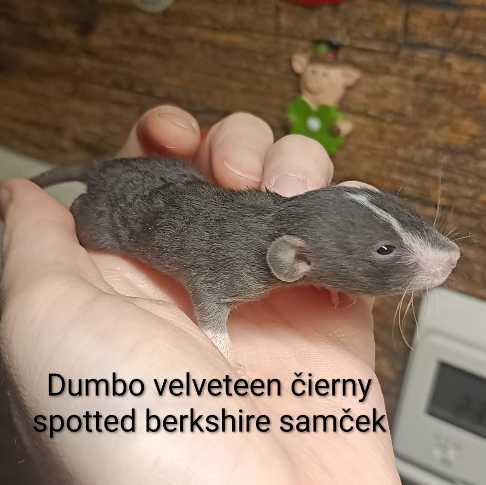 Fancy rat Available for rehoming Rattus norvegicus 