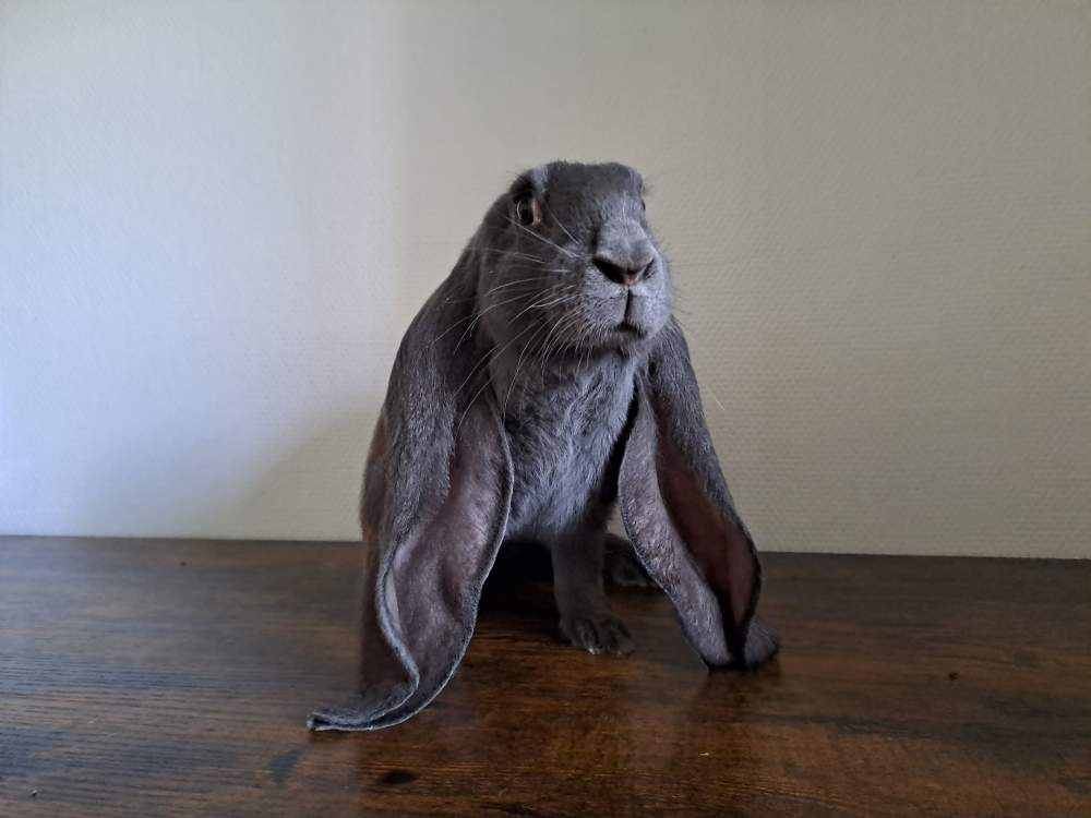 English Lop Breeder  
