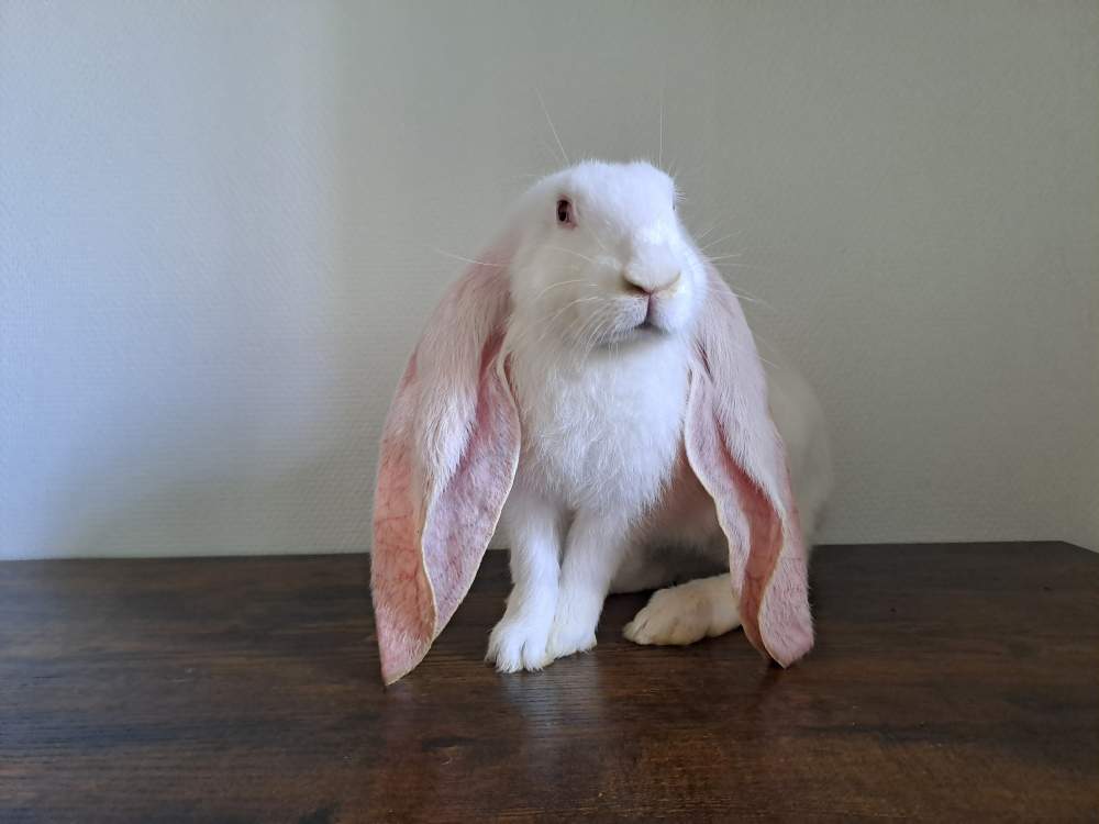 English Lop Breeder  