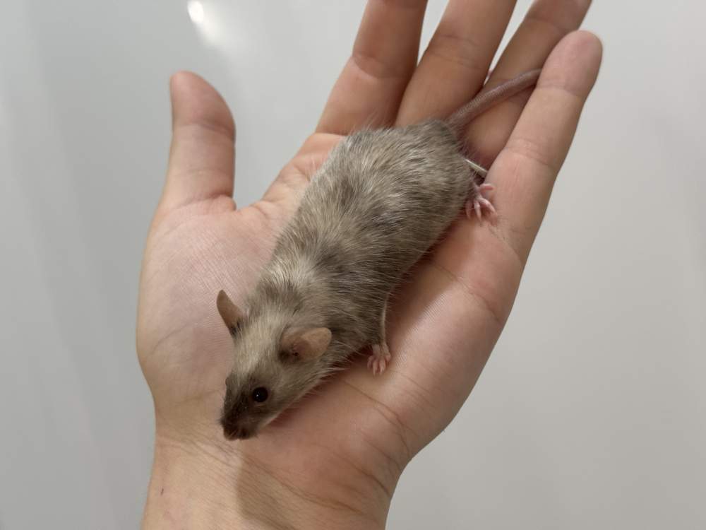Fancy mouse Breeder Mus musculus 