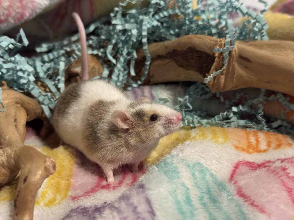 Fancy mouse Retired Mus musculus 