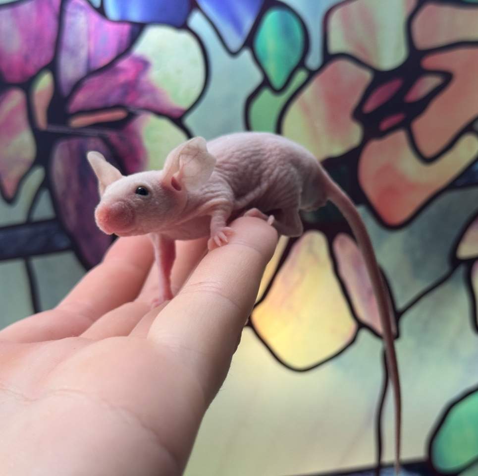 Fancy mouse Breeder Mus musculus 