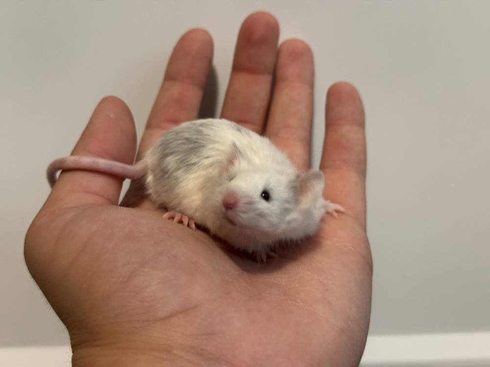 Fancy mouse Breeder Mus musculus 