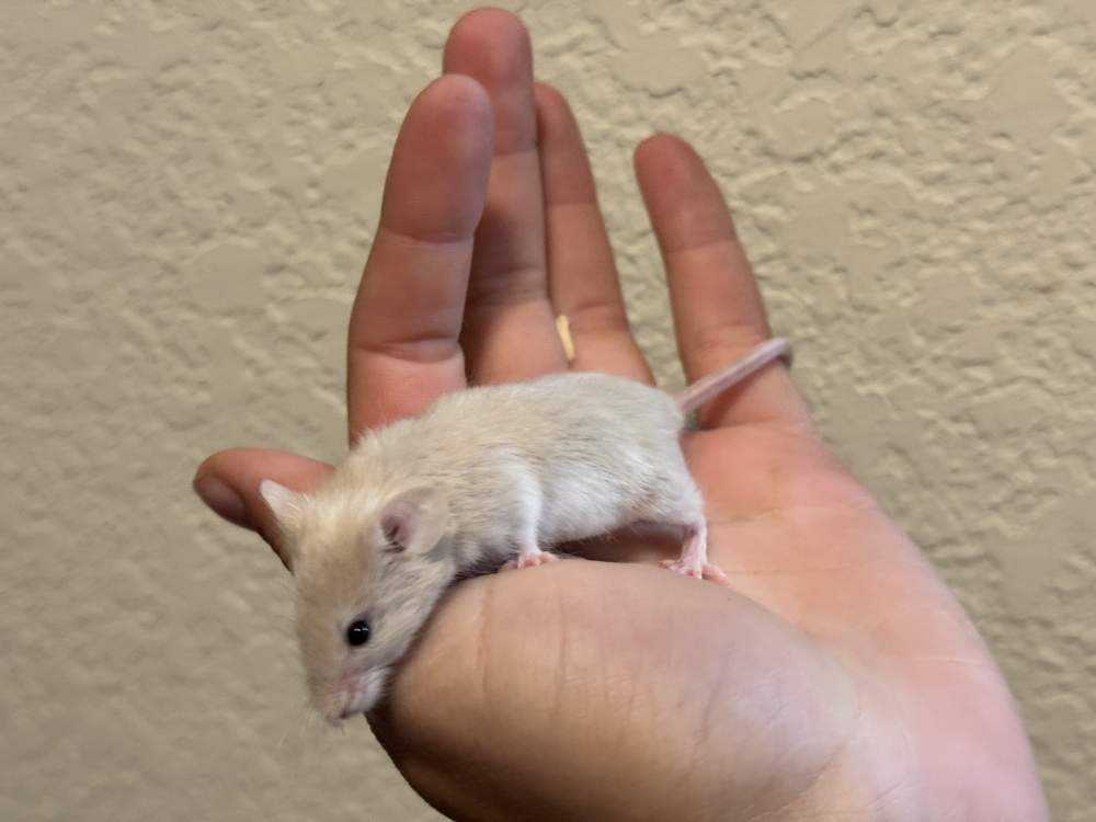 Fancy mouse Rehomed Mus musculus 