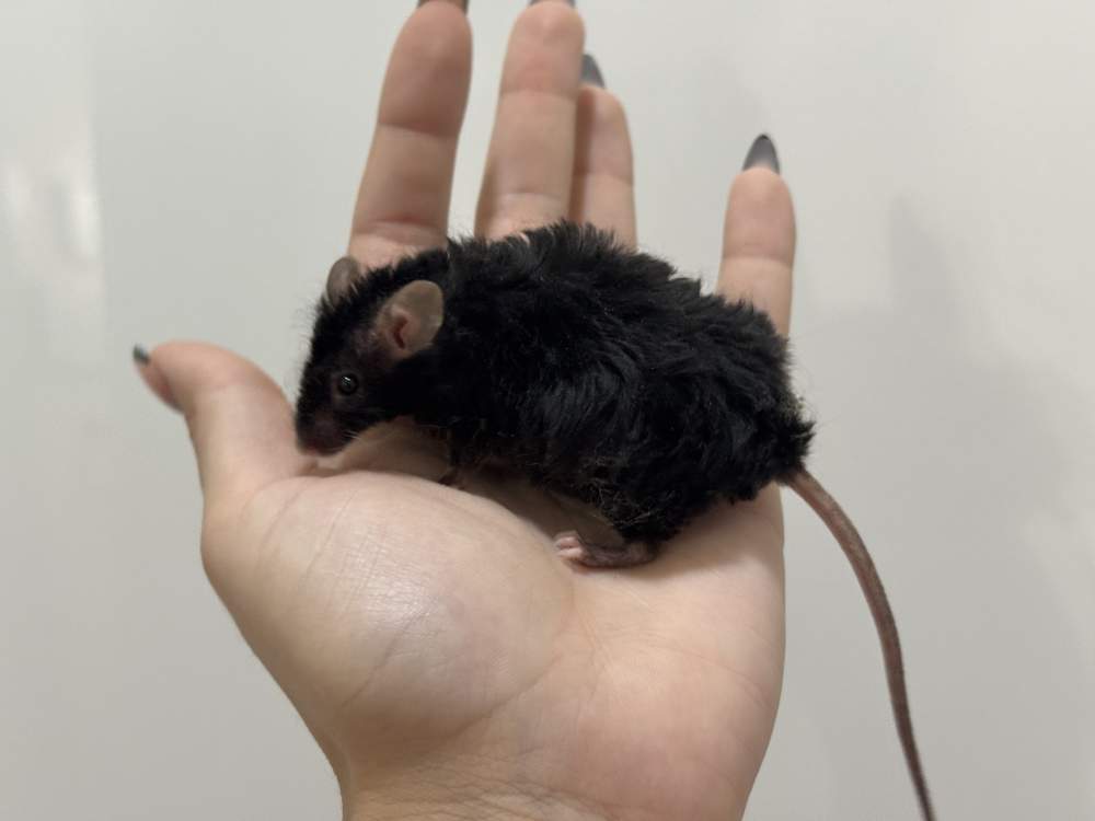Fancy mouse Breeder Mus musculus 