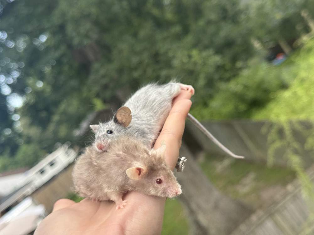 Fancy mouse Breeder Mus musculus 